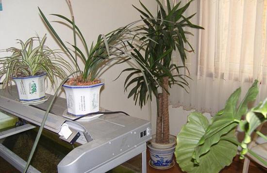 新房装修 勿把“有毒”植物搬回家 你家植物放对了吗？